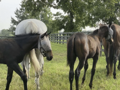 Unique Horse Farm Tour: Lexington Kentucky Horse Farms Tour